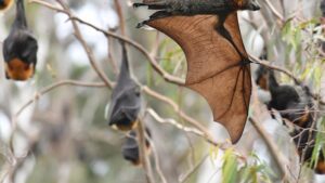 No end in sight to scorching heat as Victorians fight to stay cool
