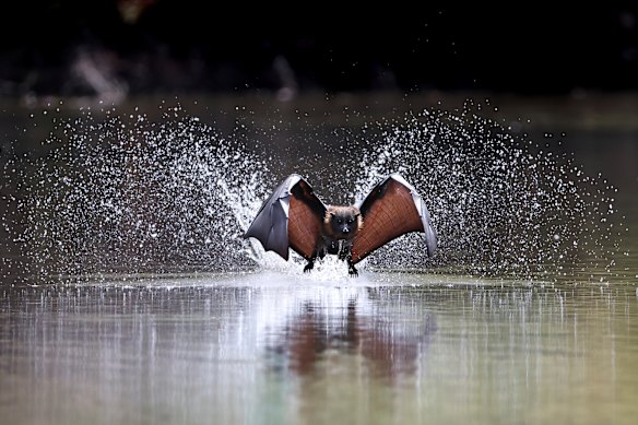 A bat comes down to the water to keep cool in Kew. 