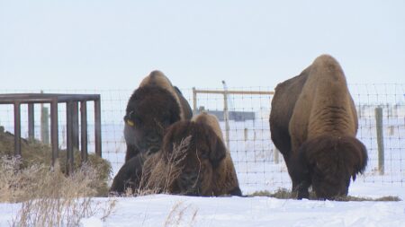 University of Saskatchewan bison research project looks toward sustainability