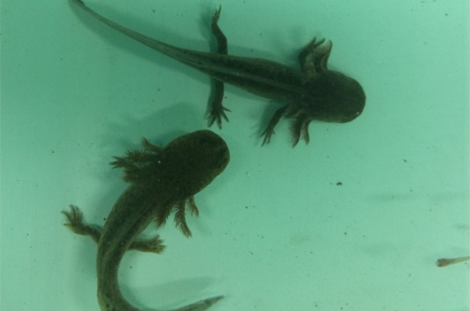 An overhead shots shows two axolotls in blue-green looking water.