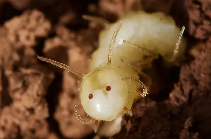 What looks like a little bright-eyed face with antennas is in fact the butt end of a blowfly larva.