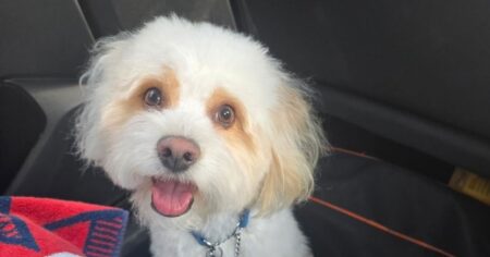 Former Florida Policeman Arrested for Allegedly Poisoning and Killing His Ex-Girlfriend’s Dog