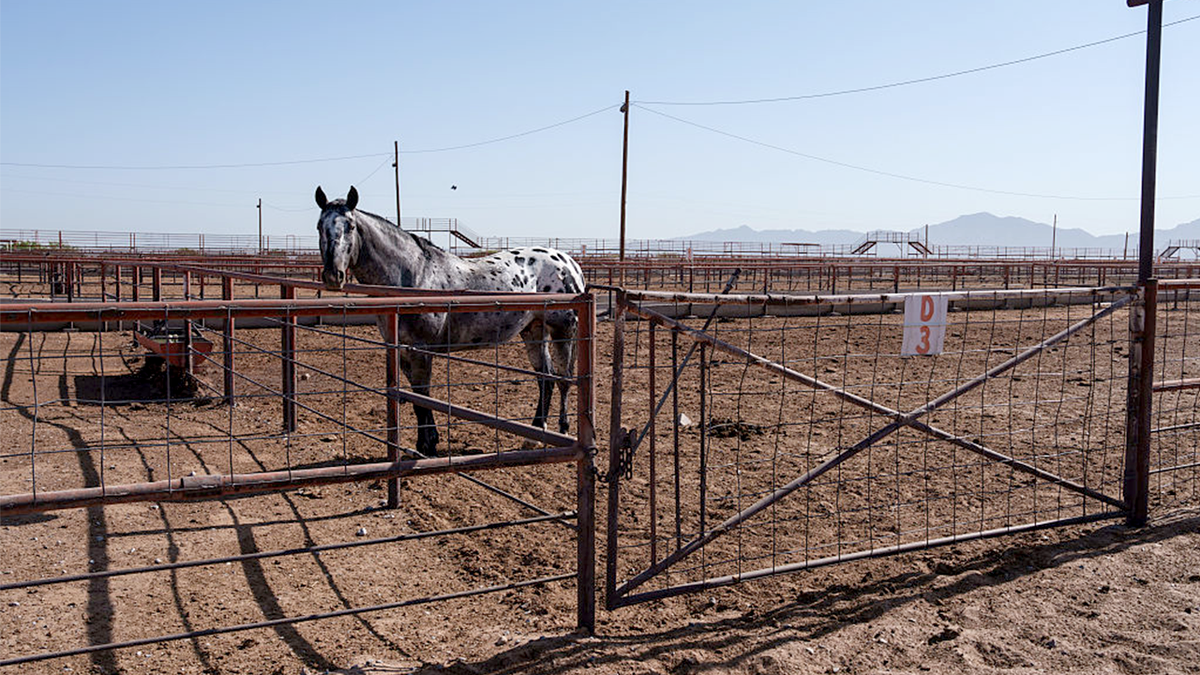 A horse used for rounding up cattle