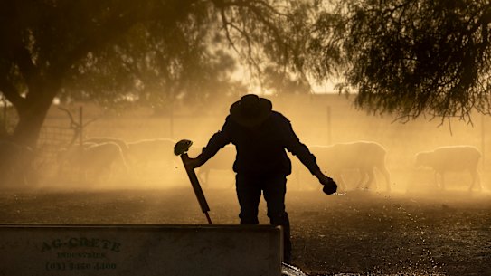 Farmer Linton Hahnel tending to his sheep before the heat set in at Ouyen. 