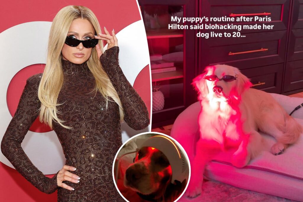 Exclusive | Dog owners are pushing red-light therapy on pups to make them live longer — but experts say it’s not a ticket to eternal life