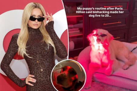 Exclusive | Dog owners are pushing red-light therapy on pups to make them live longer — but experts say it’s not a ticket to eternal life