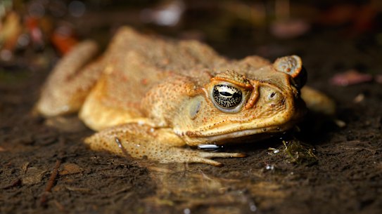 BRISBANE, QUEENSLAND, AUSTRALIA - 2021/09/19: Cane Toad (Rhinella marina) in a shallow pond in boondall wetlands. (Photo by Joshua Prieto/SOPA Images/LightRocket via Getty Images)