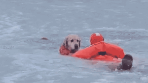 Dramatic video shows firefighters racing across frozen pond to save dog that fell through ice