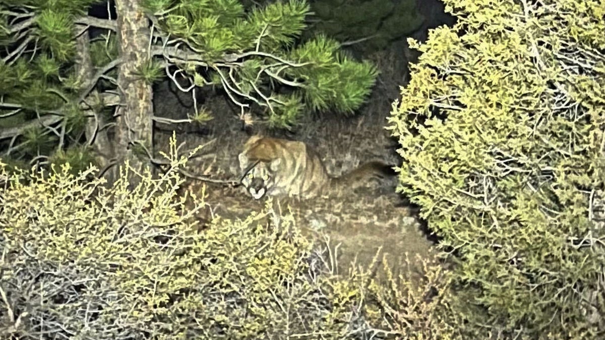 Mountain lion photo taken by hiker