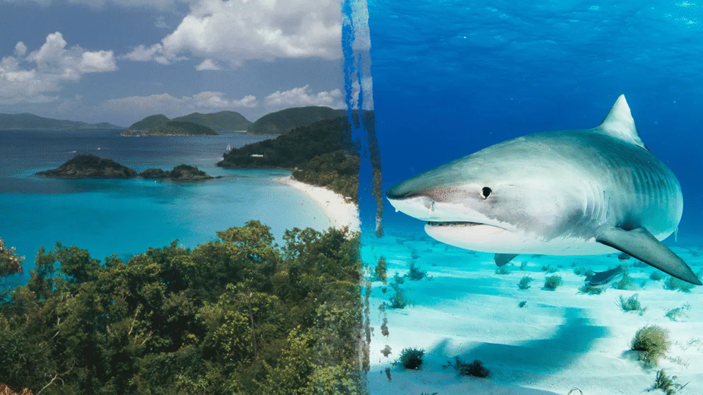 Minnesota woman killed in US Virgin Islands shark attack