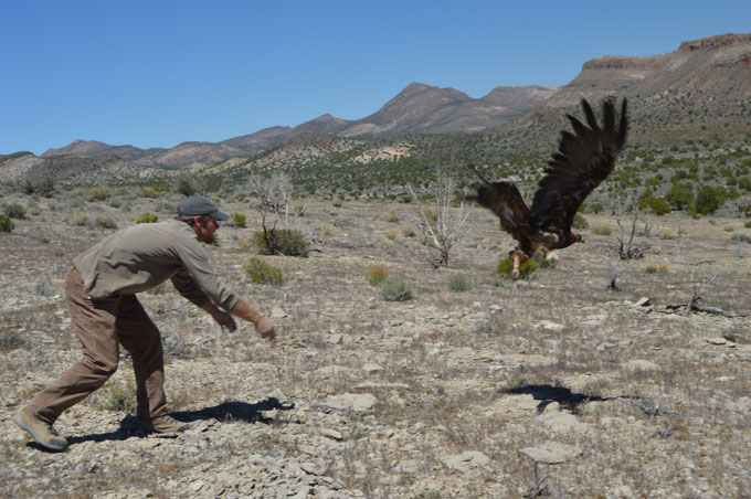 An adult eagle flies free ater being tagged with a transmitter