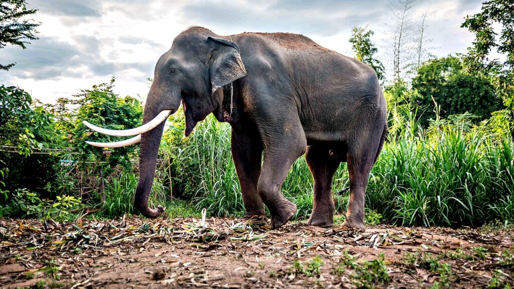 Tourist trampled to death by elephant in Thai national park