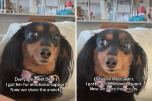 Woman Gets Dachshund for ‘Emotional Support’—Backfires Spectacularly