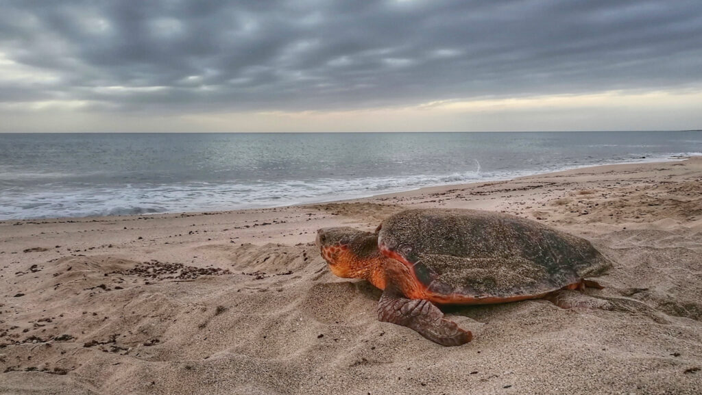 A sea turtle boom may be hiding a population collapse