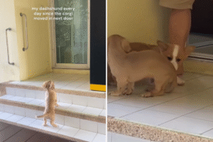 What Dachshund Puppy Does Every Morning Since Corgi Moved in Melts Hearts