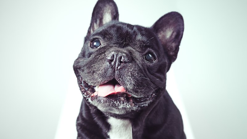 Dogs that can’t breathe, give birth or poop properly