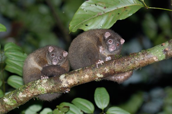 Lemuroid ringtail possums are now listed as critically endangered.