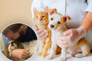 3 in 10 US pet owners spend more on their pet than they do on their own health: report