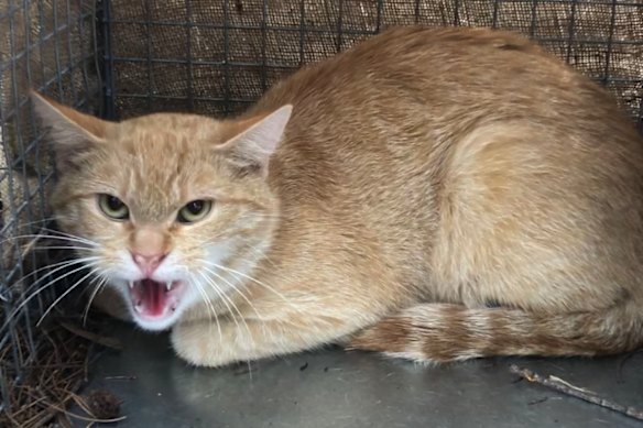 In Greater Sydney, roaming pet cats are estimated to kill about 66 million native animals each year.