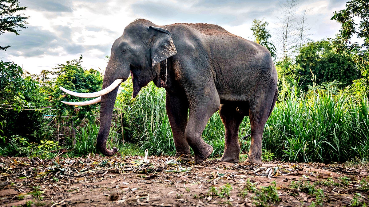 elephant bull standing
