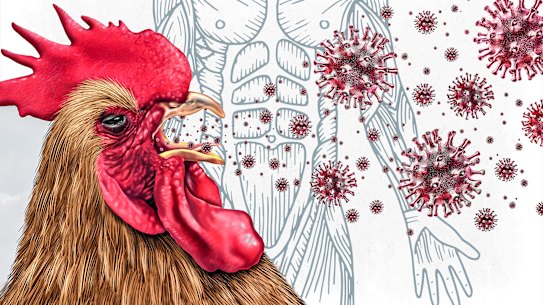 A new study has identified how many cases of bird flu would give way to an outbreak, if the virus mutated to spread between humans.