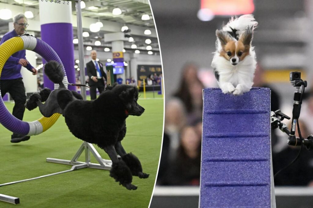 How to watch the Westminster Dog Show 2026 for free: Livestream, schedule