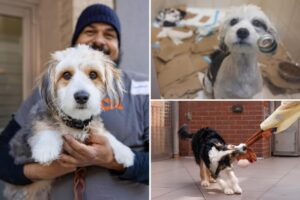 Exclusive | Tortured dogs rescued by police from NYC apartment nursed back to health – with 7 adorable pups born in rescuers’ care