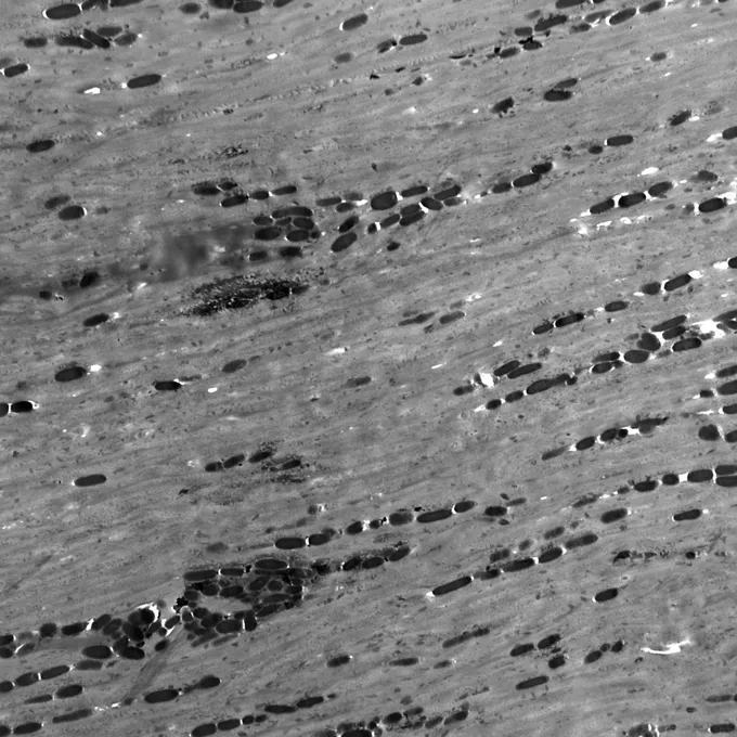 A 600-times magnification of a golden jackal's melanosomes.