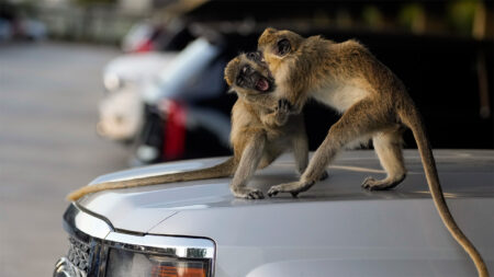 Wild monkeys invaded Florida. Should people protect them?