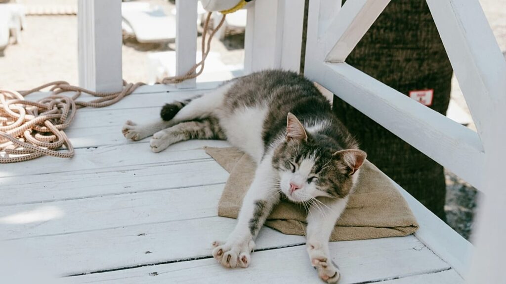 This cruise allows passengers to live onboard – and bring their pets