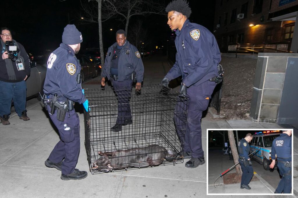 Cop shoots and kills pit bull mauling woman in NYC