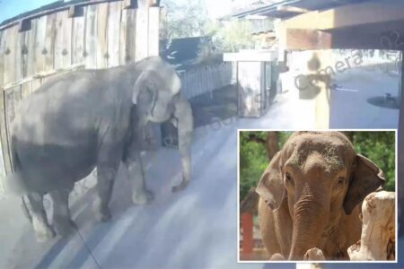 Elephant busts out of zoo, goes on solo brunch stroll before calmly walking home