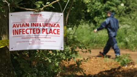 Highway shut down after waste truck carrying dead bird flu ducks crashes in northern Indiana