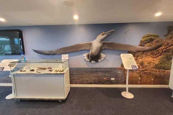 Impression at the Prehistoric Bayside Museum of what the prehistoric bird Pelagornis would have looked like.