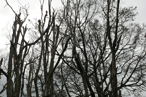 Tree vandals are hard to catch, the council said. 