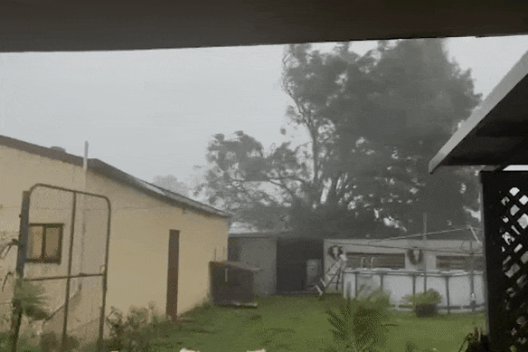 A tree goes over as Cyclone Narelle pummels Far North Queensland.