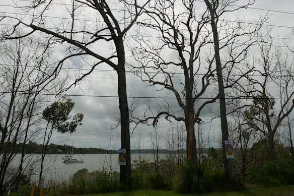Tree vandalism on Karragarra Island