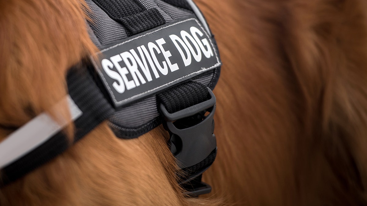 Close-up of service dog vest on service animal