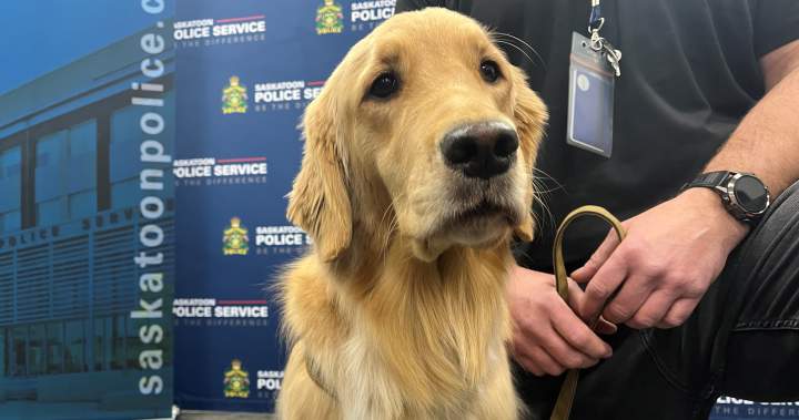 Saskatoon Police Service welcomes new electronic storage detection dog