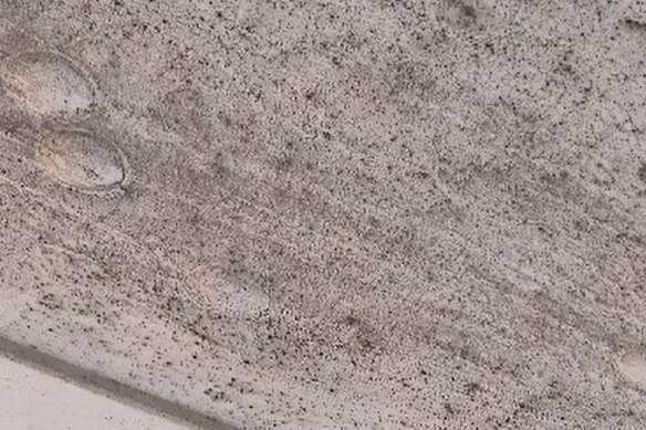 Mould on the roof of the Balga home.