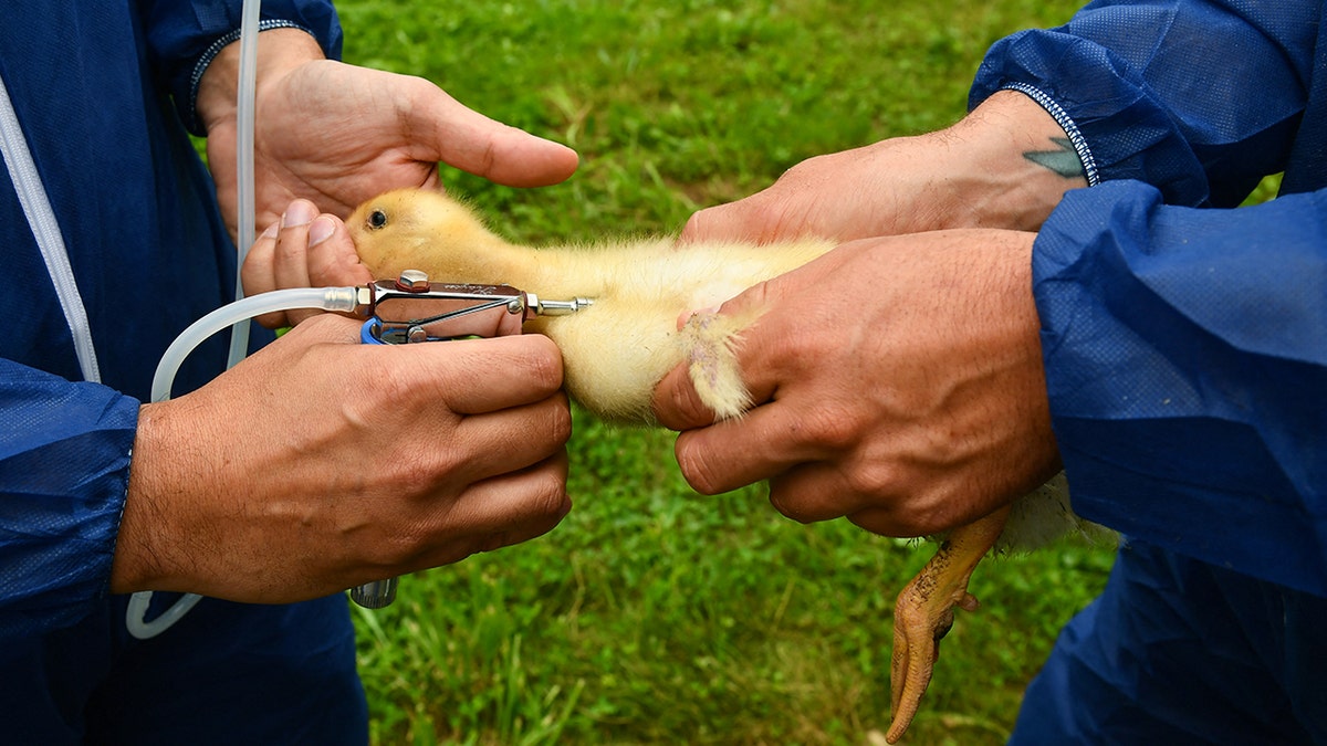 Duck getting a vaccination