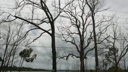 Tree vandalism and poisoning in Redland City Council