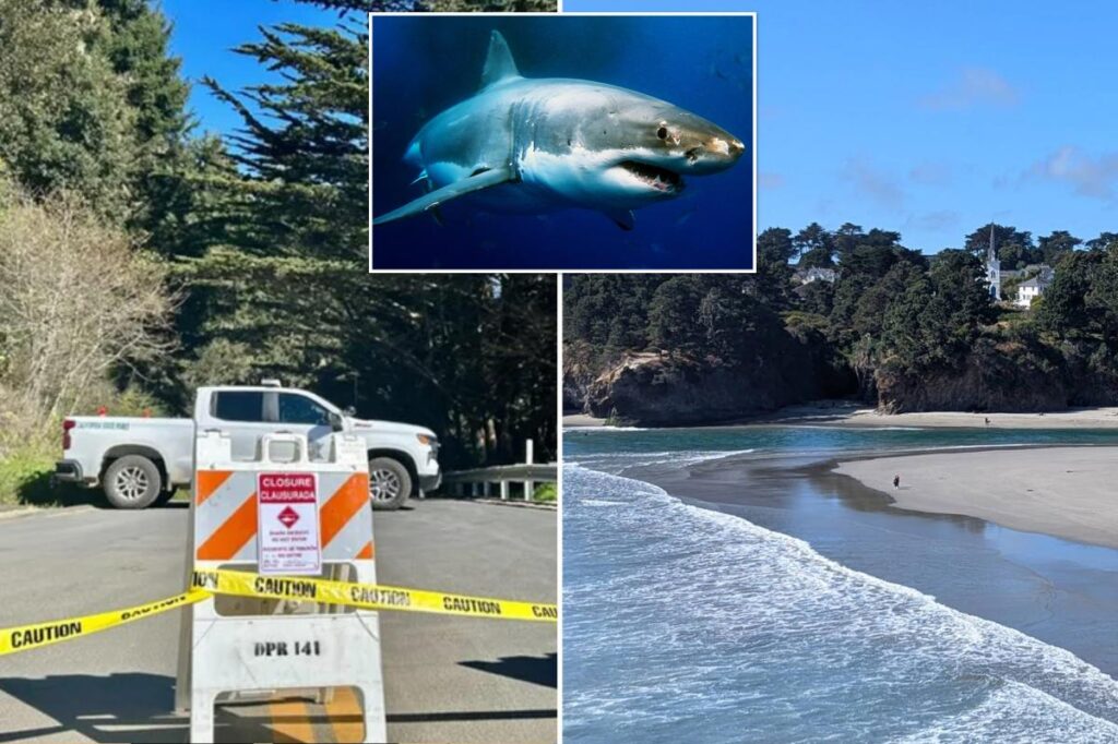 California surfer’s brave reaction after he was attacked by a shark: ‘I cannot die’