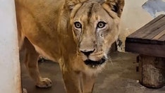 Teen with dreams of lion taming mauled to death after climbing into enclosure at zoo