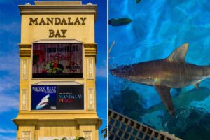 Las Vegas tourists pay $1,000 for dinner on the Strip while sharks eat like royalty