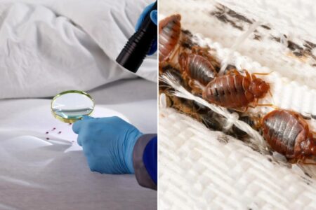 Bedbug nightmare spreading across multiple states: What you need to know — especially if you’re heading to spring break