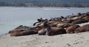 Hundreds of sea lions have taken over a Vancouver Island beach