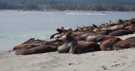 Hundreds of sea lions have taken over a Vancouver Island beach