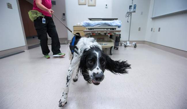 Angus, the C. difficile sniffing dog, celebrated as he retires after a decade