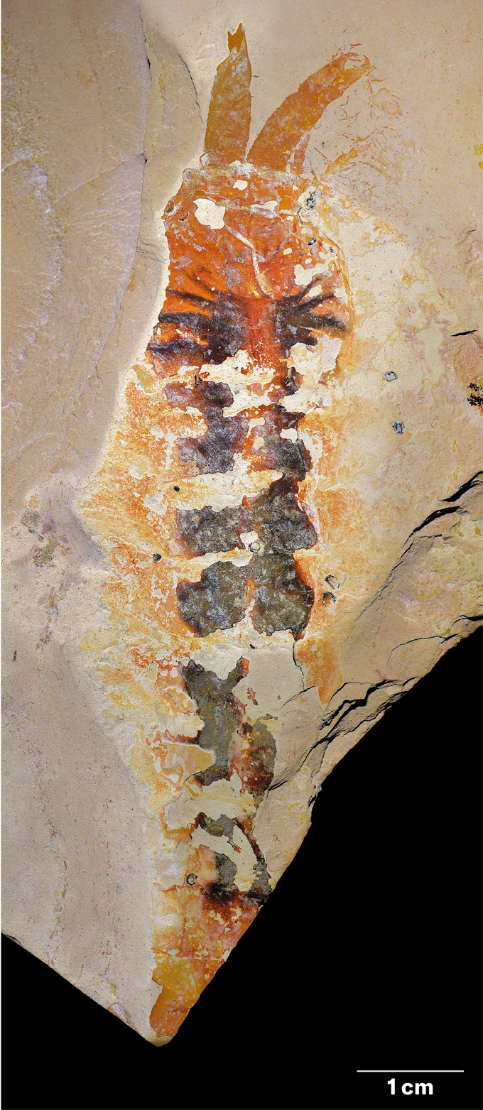 A fossil preserves the outline of a small, segmented arthropod with multiple appendages along its body.